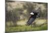 African Fish Eagle, Makgadikgadi Pans National Park, Botswana-Paul Souders-Mounted Photographic Print