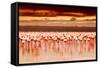 African Flamingos in the Lake over Beautiful Sunset, Flock of Exotic Birds at Natural Habitat, Afri-Anna Om-Framed Stretched Canvas