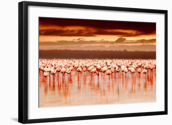 African Flamingos in the Lake over Beautiful Sunset, Flock of Exotic Birds at Natural Habitat, Afri-Anna Om-Framed Photographic Print