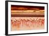 African Flamingos in the Lake over Beautiful Sunset, Flock of Exotic Birds at Natural Habitat, Afri-Anna Om-Framed Photographic Print