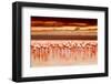 African Flamingos in the Lake over Beautiful Sunset, Flock of Exotic Birds at Natural Habitat, Afri-Anna Om-Framed Photographic Print