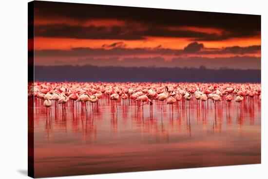 African Flamingos in the Lake over Beautiful Sunset, Flock of Exotic Birds at Natural Habitat, Afri-Anna Om-Stretched Canvas
