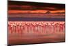 African Flamingos in the Lake over Beautiful Sunset, Flock of Exotic Birds at Natural Habitat, Afri-Anna Om-Mounted Photographic Print