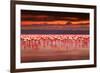 African Flamingos in the Lake over Beautiful Sunset, Flock of Exotic Birds at Natural Habitat, Afri-Anna Om-Framed Photographic Print