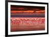 African Flamingos in the Lake over Beautiful Sunset, Flock of Exotic Birds at Natural Habitat, Afri-Anna Om-Framed Photographic Print