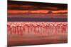 African Flamingos in the Lake over Beautiful Sunset, Flock of Exotic Birds at Natural Habitat, Afri-Anna Om-Mounted Photographic Print