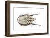 African Flower Beetle Argyropheges Kolbei Male-Darrell Gulin-Framed Photographic Print