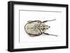 African Flower Beetle Argyropheges Kolbei Male-Darrell Gulin-Framed Photographic Print