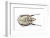 African Flower Beetle Argyropheges Kolbei Male-Darrell Gulin-Framed Photographic Print