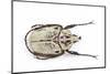 African Flower Beetle Argyropheges Kolbei Male-Darrell Gulin-Mounted Photographic Print