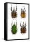African Flower Beetle Mecynorrhina-Darrell Gulin-Framed Stretched Canvas