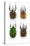 African Flower Beetle Mecynorrhina-Darrell Gulin-Stretched Canvas