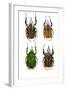 African Flower Beetle Mecynorrhina-Darrell Gulin-Framed Photographic Print