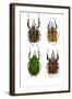 African Flower Beetle Mecynorrhina-Darrell Gulin-Framed Photographic Print