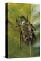 African Flower Beetle-Paul Starosta-Stretched Canvas