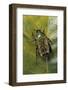 African Flower Beetle-Paul Starosta-Framed Photographic Print