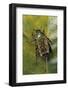 African Flower Beetle-Paul Starosta-Framed Photographic Print