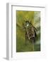 African Flower Beetle-Paul Starosta-Framed Photographic Print