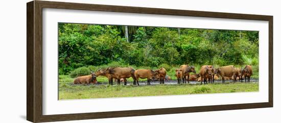 African forest buffalo, Syncerus caffer nanus, in Lango Bai. Odzala-Kokoua National Park. Congo-Roger De La Harpe-Framed Photographic Print