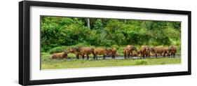 African forest buffalo, Syncerus caffer nanus, in Lango Bai. Odzala-Kokoua National Park. Congo-Roger De La Harpe-Framed Photographic Print