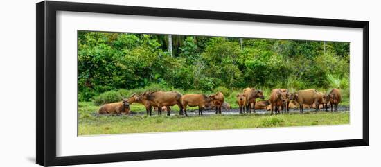 African forest buffalo, Syncerus caffer nanus, in Lango Bai. Odzala-Kokoua National Park. Congo-Roger De La Harpe-Framed Photographic Print