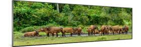 African forest buffalo, Syncerus caffer nanus, in Lango Bai. Odzala-Kokoua National Park. Congo-Roger De La Harpe-Mounted Photographic Print