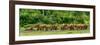 African forest buffalo, Syncerus caffer nanus, in Lango Bai. Odzala-Kokoua National Park. Congo-Roger De La Harpe-Framed Photographic Print