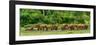 African forest buffalo, Syncerus caffer nanus, in Lango Bai. Odzala-Kokoua National Park. Congo-Roger De La Harpe-Framed Photographic Print