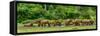 African forest buffalo, Syncerus caffer nanus, in Lango Bai. Odzala-Kokoua National Park. Congo-Roger De La Harpe-Framed Stretched Canvas