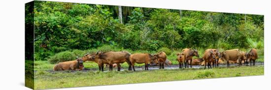 African forest buffalo, Syncerus caffer nanus, in Lango Bai. Odzala-Kokoua National Park. Congo-Roger De La Harpe-Stretched Canvas