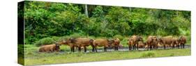 African forest buffalo, Syncerus caffer nanus, in Lango Bai. Odzala-Kokoua National Park. Congo-Roger De La Harpe-Stretched Canvas