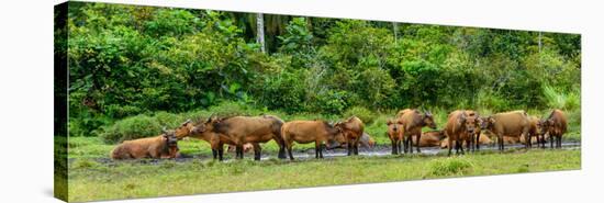 African forest buffalo, Syncerus caffer nanus, in Lango Bai. Odzala-Kokoua National Park. Congo-Roger De La Harpe-Stretched Canvas