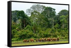 African forest buffalo, Syncerus caffer nanus, in Lango Bai. Odzala-Kokoua National Park. Congo-Roger De La Harpe-Framed Stretched Canvas