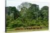 African forest buffalo, Syncerus caffer nanus, in Lango Bai. Odzala-Kokoua National Park. Congo-Roger De La Harpe-Stretched Canvas