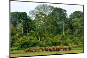 African forest buffalo, Syncerus caffer nanus, in Lango Bai. Odzala-Kokoua National Park. Congo-Roger De La Harpe-Mounted Photographic Print