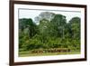 African forest buffalo, Syncerus caffer nanus, in Lango Bai. Odzala-Kokoua National Park. Congo-Roger De La Harpe-Framed Photographic Print