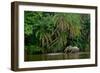 African forest elephant, in Lekoli River. Odzala-Kokoua National Park. Congo-Roger De La Harpe-Framed Photographic Print