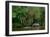 African forest elephant, in Lekoli River. Odzala-Kokoua National Park. Congo-Roger De La Harpe-Framed Photographic Print