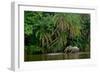 African forest elephant, in Lekoli River. Odzala-Kokoua National Park. Congo-Roger De La Harpe-Framed Photographic Print