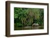 African forest elephant, in Lekoli River. Odzala-Kokoua National Park. Congo-Roger De La Harpe-Framed Premium Photographic Print