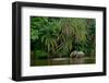 African forest elephant, in Lekoli River. Odzala-Kokoua National Park. Congo-Roger De La Harpe-Framed Photographic Print