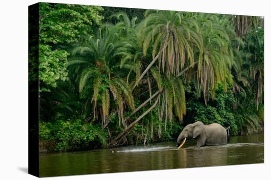 African forest elephant, in Lekoli River. Odzala-Kokoua National Park. Congo-Roger De La Harpe-Stretched Canvas