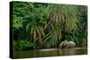 African forest elephant, in Lekoli River. Odzala-Kokoua National Park. Congo-Roger De La Harpe-Stretched Canvas