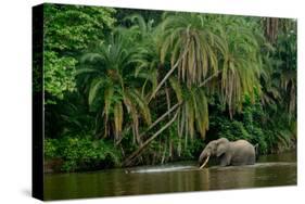 African forest elephant, in Lekoli River. Odzala-Kokoua National Park. Congo-Roger De La Harpe-Stretched Canvas