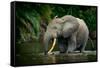 African forest elephant, in Lekoli River. Odzala-Kokoua National Park. Congo-Roger De La Harpe-Framed Stretched Canvas