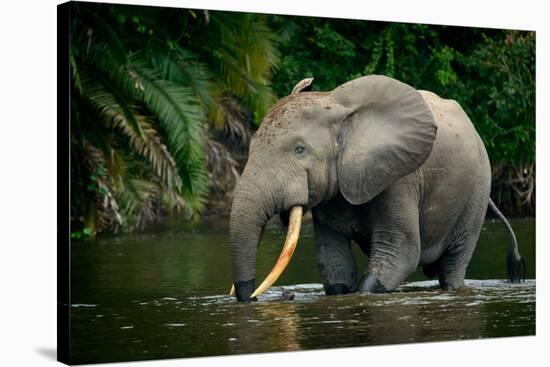 African forest elephant, in Lekoli River. Odzala-Kokoua National Park. Congo-Roger De La Harpe-Stretched Canvas