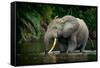 African forest elephant, in Lekoli River. Odzala-Kokoua National Park. Congo-Roger De La Harpe-Framed Stretched Canvas