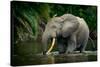 African forest elephant, in Lekoli River. Odzala-Kokoua National Park. Congo-Roger De La Harpe-Stretched Canvas