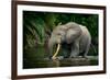 African forest elephant, in Lekoli River. Odzala-Kokoua National Park. Congo-Roger De La Harpe-Framed Photographic Print