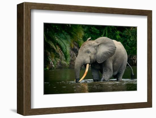 African forest elephant, in Lekoli River. Odzala-Kokoua National Park. Congo-Roger De La Harpe-Framed Photographic Print